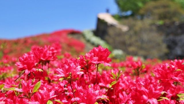 고창읍성. / 고창군 공식 블로그
