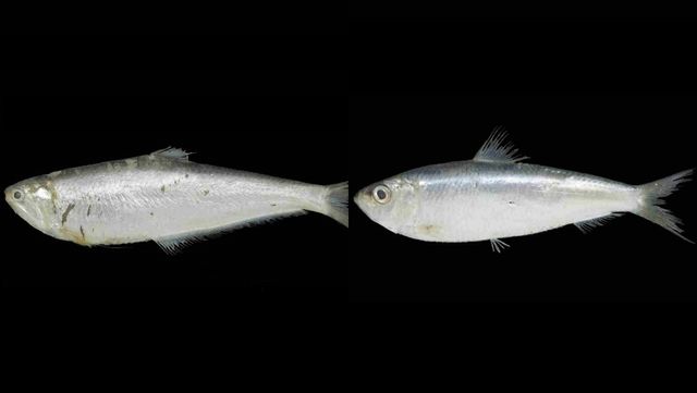 반지(좌)와 밴댕이(우). / 국립생물자원관