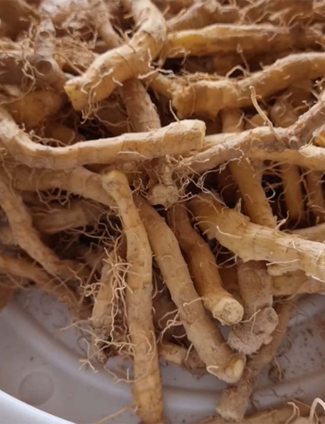 둥굴레 뿌리 / '허피디' 유튜브