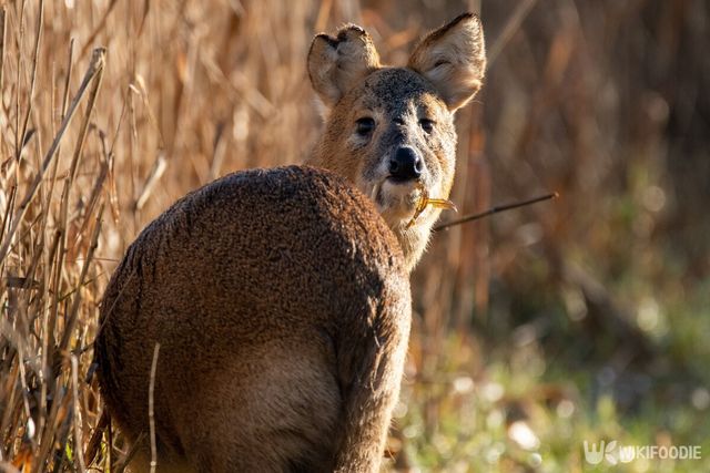 기사 이해를 돕기 위한 고라니 참고사진. / Wild Mike-shutterstock.com