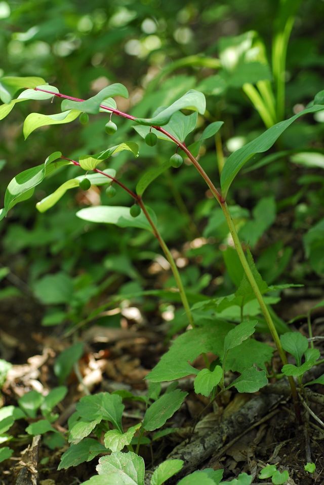 둥굴레 / 국립생물자원관