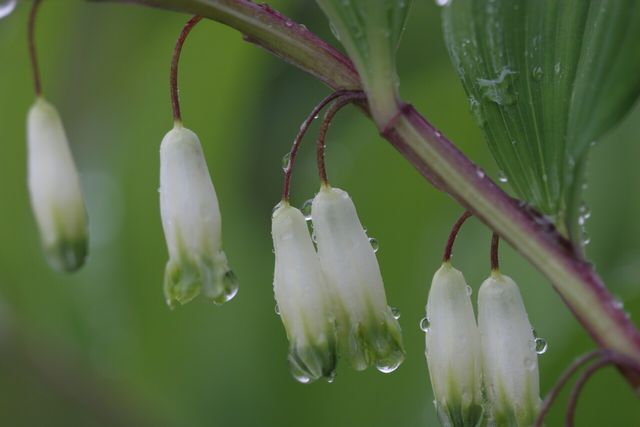 둥굴레 / 국립생물자원관