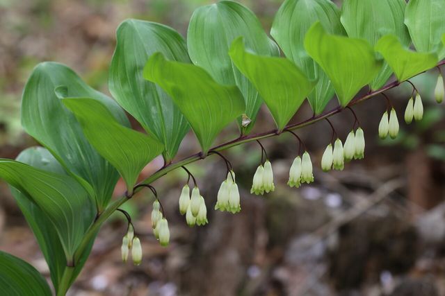 둥굴레 / 국립생물자원관