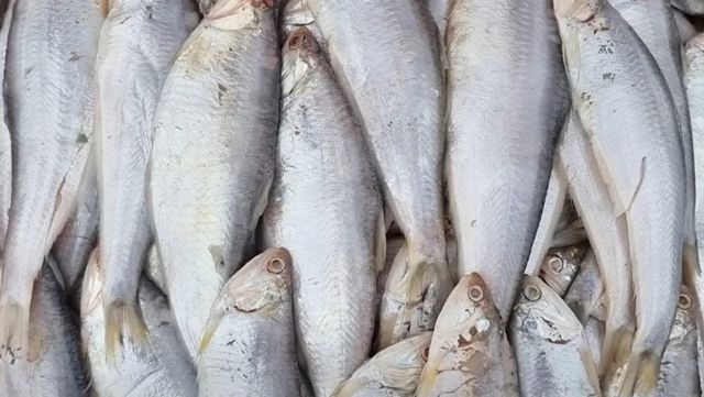 반지. / 유튜브 채널 '입질의추억TV jiminTV'