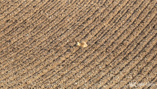 기사 이해를 돕기 위한 고라니 참고사진. / Carl Allen-shutterstock.com