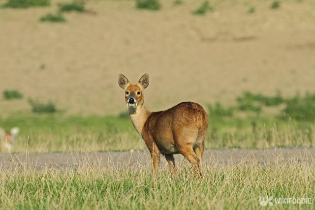 기사 이해를 돕기 위한 고라니 참고사진. / M Rose-shutterstock.com