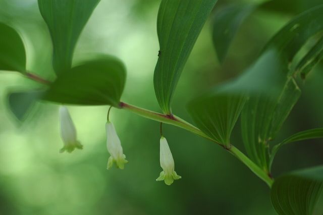 둥굴레 / 국립생물자원관