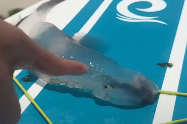 제주도 앞바다서 발견된 투명젤리 물고기. / 유튜브 '제주놀미'