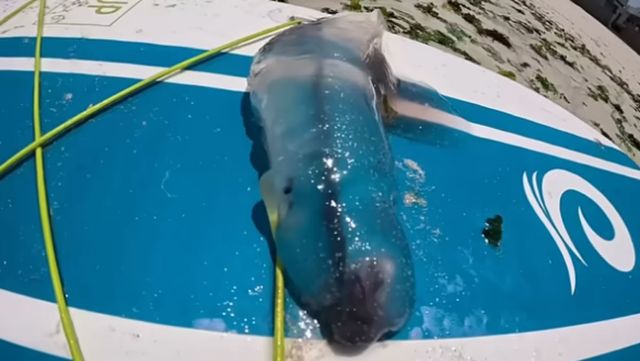 제주도 앞바다서 발견된 투명젤리 물고기. / 유튜브 '제주놀미'