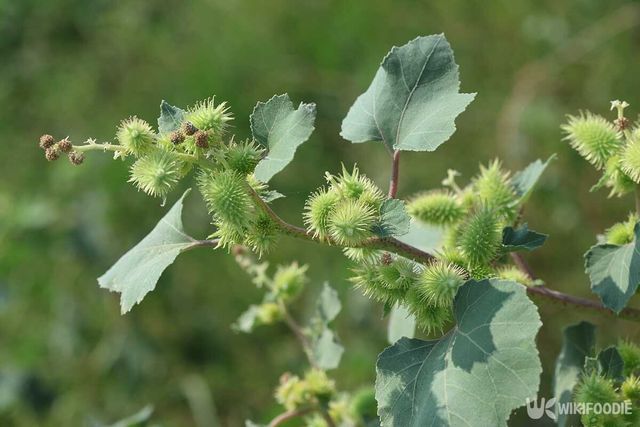 도꼬마리 자료사진. / Uunal-shutterstock.com