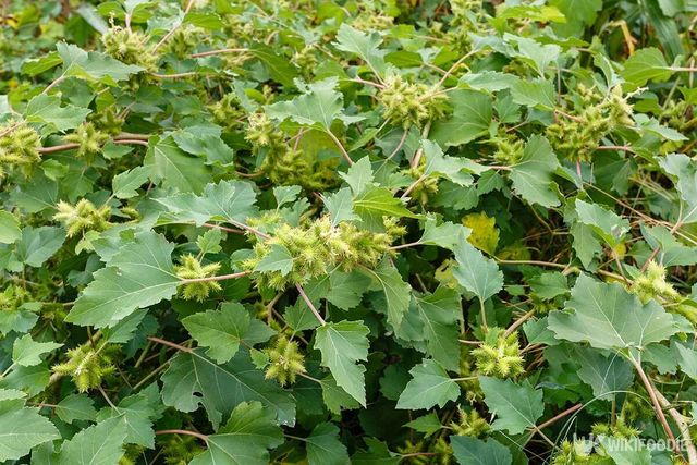 도꼬마리 자료사진. / LFRabanedo-shutterstock.com