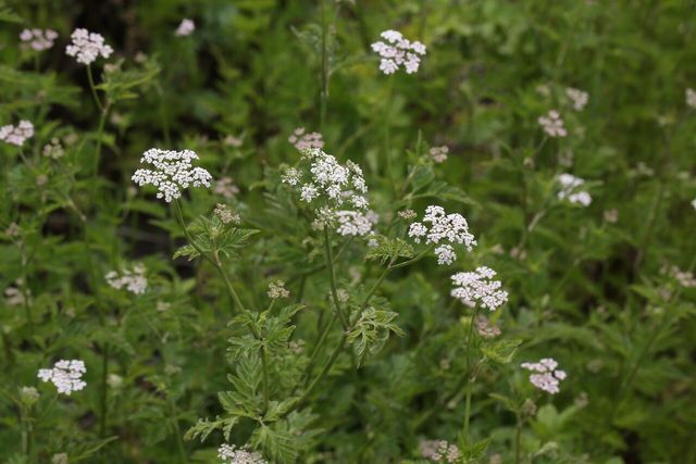 사상자 / 국립생물자원관