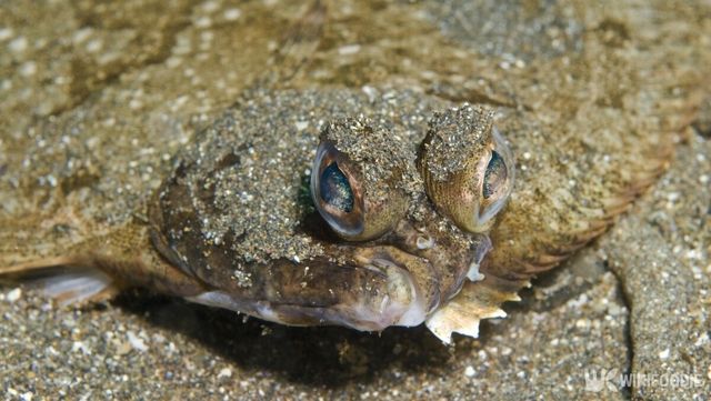 혀가자미, 또는 서대기라고도 불리는 서대. / NatalieJean-shutterstock.com