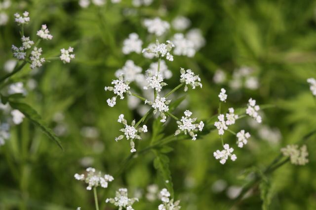 사상자 / 국립생물자원관