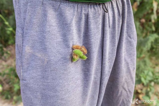 도꼬마리가 옷이 붙은 모습. / Vladimir Konstantinov-shutterstock.com