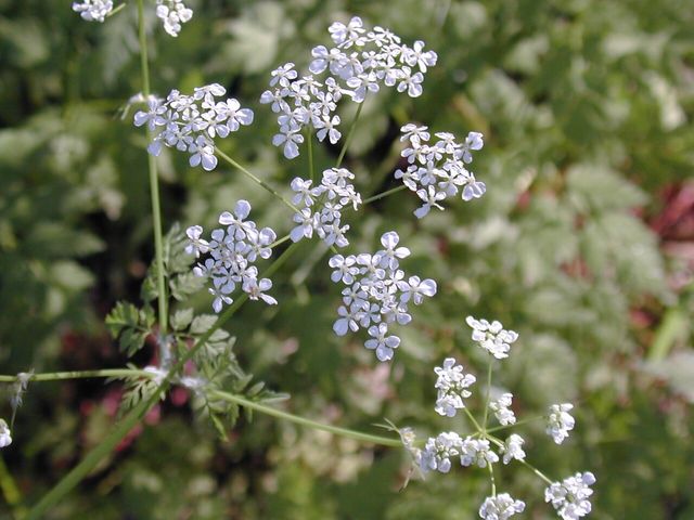 사상자 / 국립생물자원관