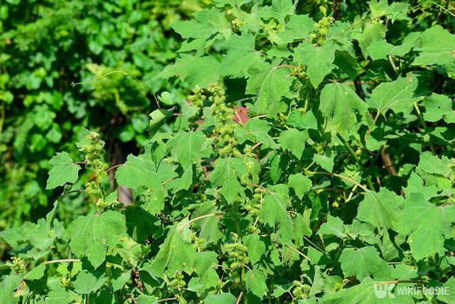 도꼬마리 자료사진. / Kiran Nagare-shutterstock.com