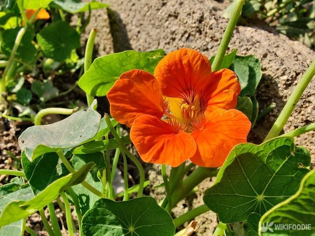 한련화는 방패와 비슷한 형태의 꽃잎을 가진 꽃이다. / najeebbajauri-shutterstock.com