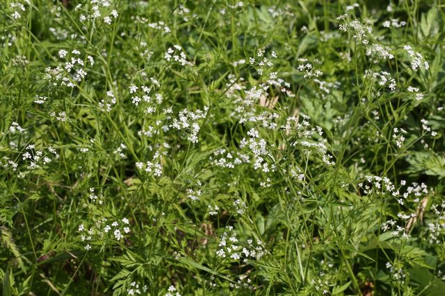 사상자 / 국립생물자원관