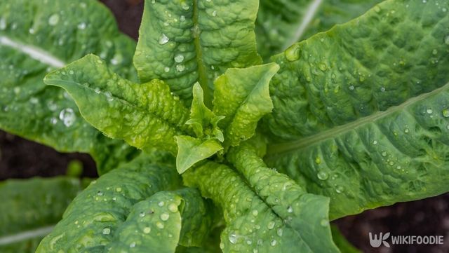 단단한 줄기 부분을 주로 먹는 '줄기상추'. / Milos Ruzicka-shutterstock.com