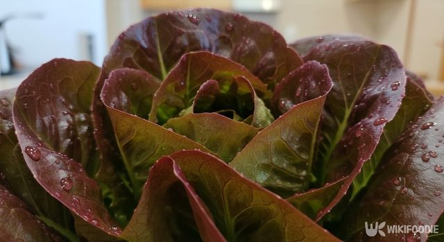 상추 자료사진. 해당 이미지는 기사 이해를 돕기 위해 AI로 재연하였습니다. / 위키푸디