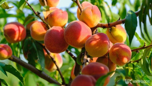 복숭아는 여름을 대표하는 과일 중 하나다. / AlyoshinE-shutterstock.com