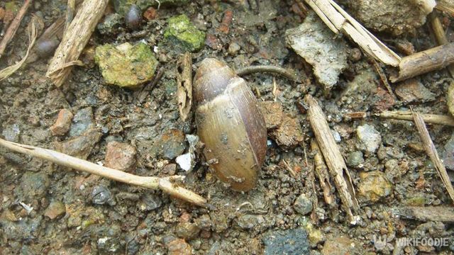 대추귀고둥이 자료사진. / 국립생물자원관