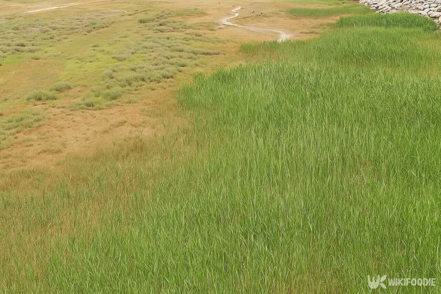 대추귀고둥이가 발견된 갯벌 이해를 돕기 위해 AI로 제작된 이미지입니다. / 위키푸디