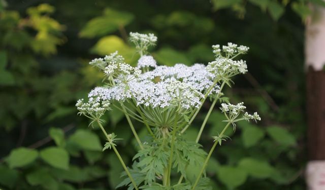 왜우산풀 자료 사진. / 국립생물자원관 제공