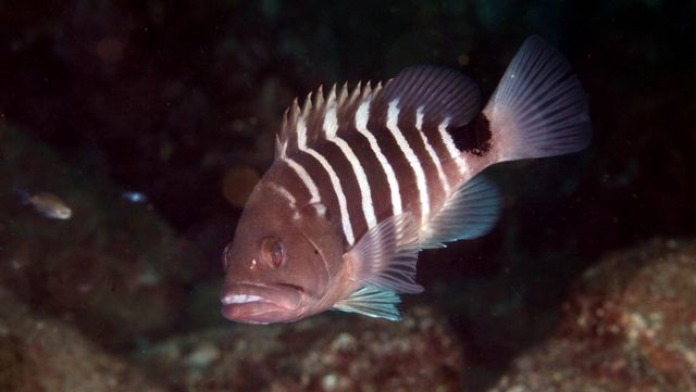 능성어 자료사진. / 국립생물자원관