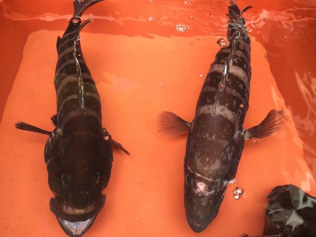 능성어 자료사진. / 국립생물자원관