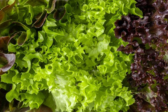 기사 이해를 돕기 위한 자료 사진 / BartTa- shutterstock