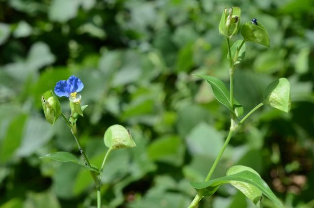닭의장풀 자료사진. / 국립생물자원관