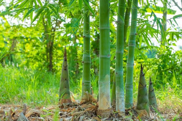 죽순 자료사진. / ANEK SANGKAMANEE-shutterstock.com