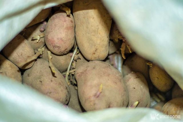 싹이 나기 시작한 감자. / Lisic-shutterstock.com