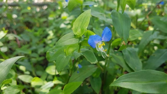 닭의장풀 자료사진. / 국립생물자원관