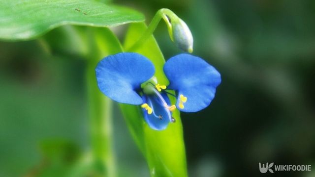 닭의장풀 자료사진. / M_RUZ-shutterstock.com