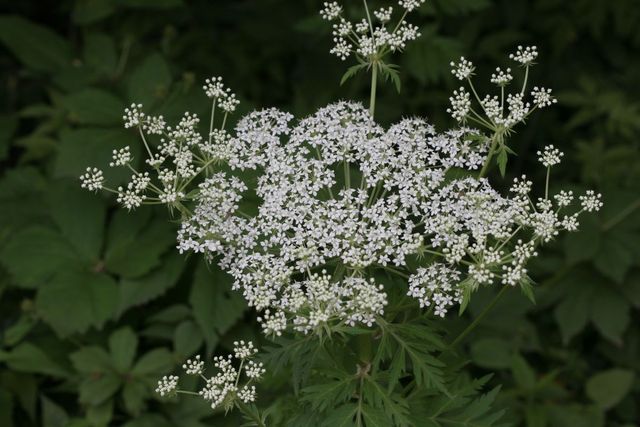 왜우산풀. / 국립생물자원관 제공
