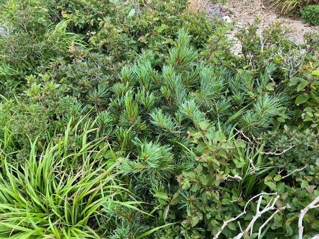 눈잣나무 자료 사진. / 국립산림과학원 제공