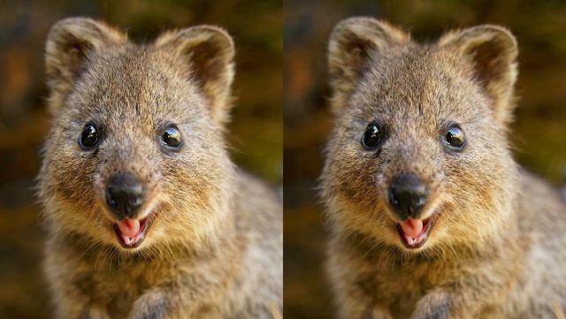 기사 이해를 돕기 위한 쿼카 자료 사진 / Martin Pelanek- shutterstock