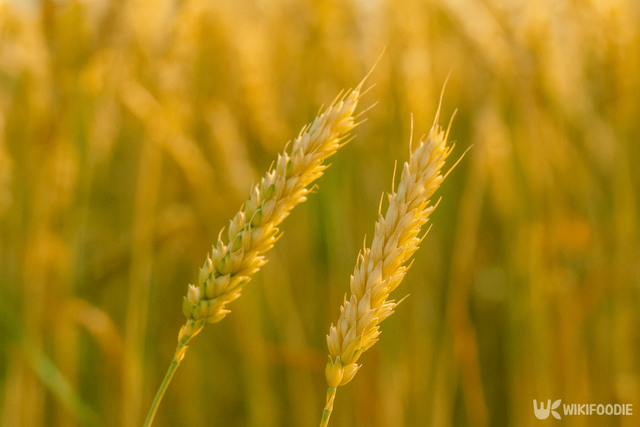 고대 곡물 '파로' 이해를 돕기 위해 AI로 제작한 이미지입니다. / 위키푸디