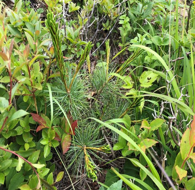 눈잣나무 자료 사진. / 국립산림과학원 제공