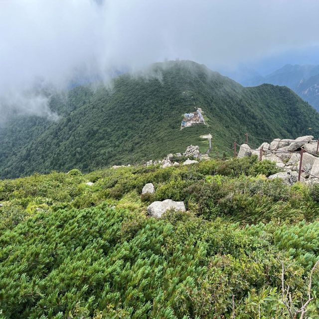 살악산에 자란 눈잣나무 자료 사진. / 국립산림과학원 제공