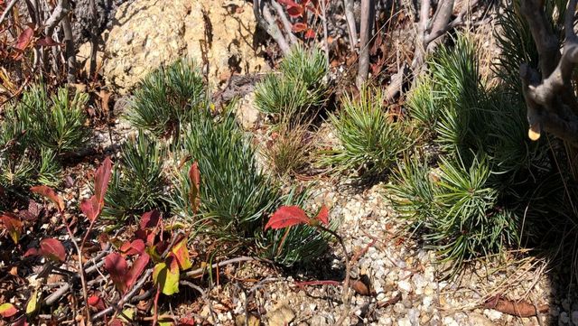 눈잣나무 자료 사진. / 국립산림과학원 제공