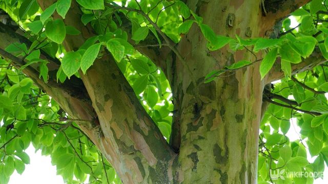 노각나무는 해외에서도 정원수로 인기가 많다. / lenic-shutterstock.com