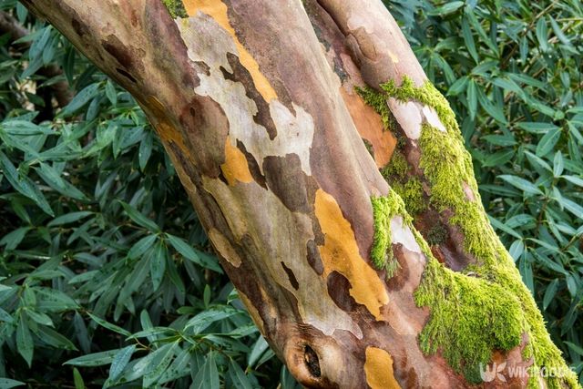 껍질이 벗겨지며 독특한 무늬를 만드는 노각나무. / Wiert nieuman-shutterstock.com