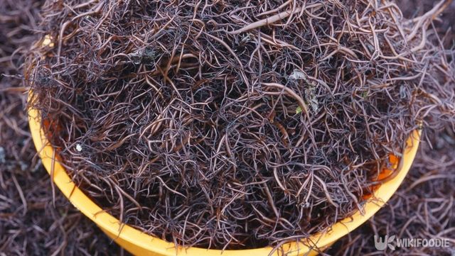 우뭇가사리는 훌륭한 다이어트 식품으로 손꼽힌다. / Stock for you-shutterstock.com