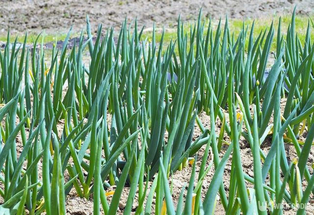 대파 자료사진. / sarurun-shutterstock.com