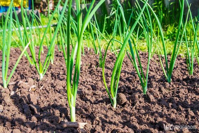 쪽파 자료사진. / Denis Shitikoff-shutterstock.com