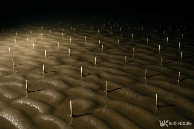 갯지렁이 집 자료사진. 기사 이해를 돕기 위해 AI로 제작되었습니다. / 위키푸디